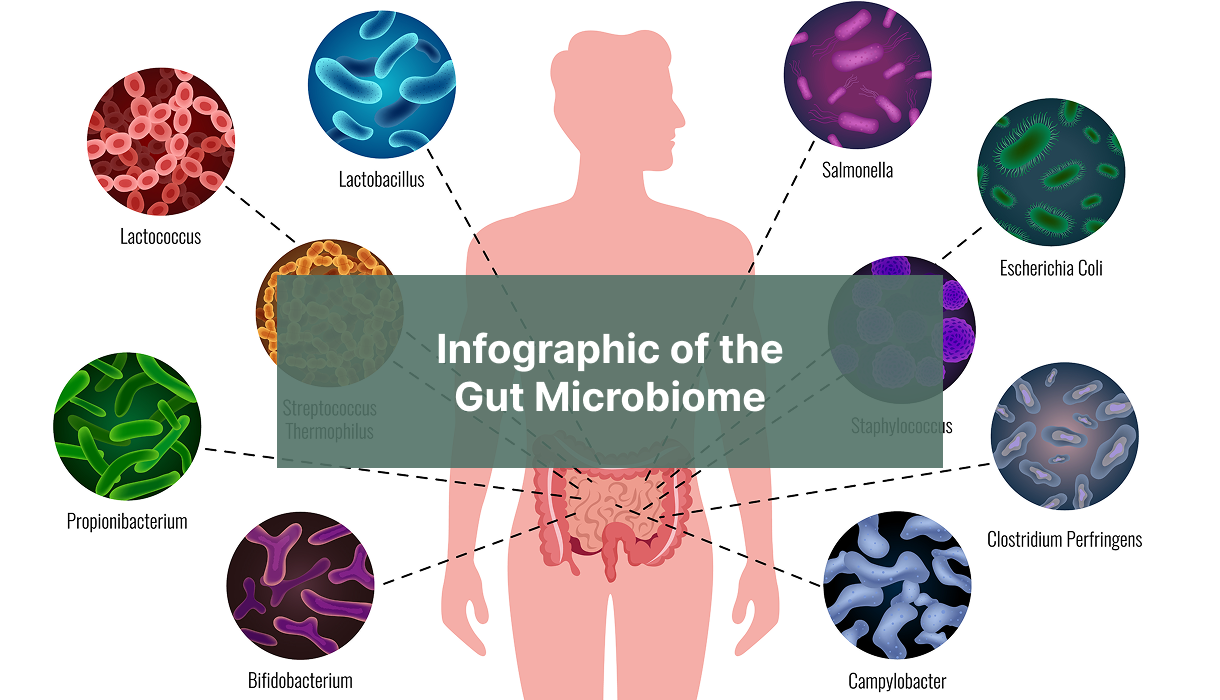 Infographic of the Gut Microbiome